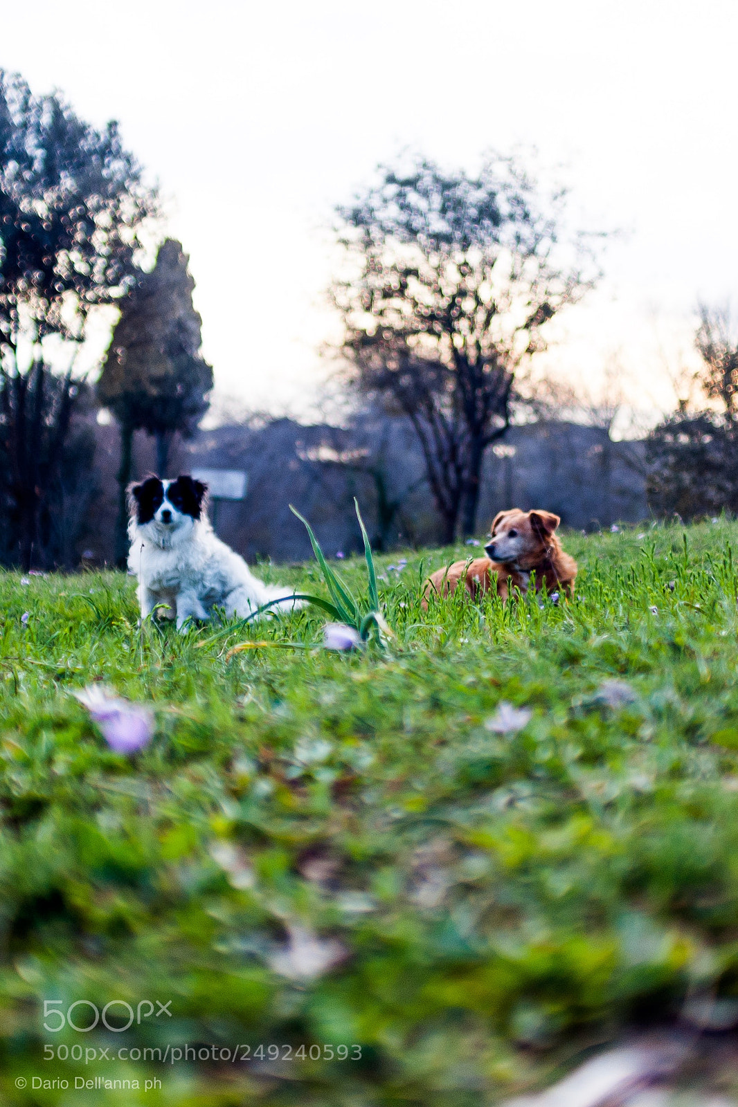 Sony Alpha DSLR-A300 sample photo. Ying & yang photography