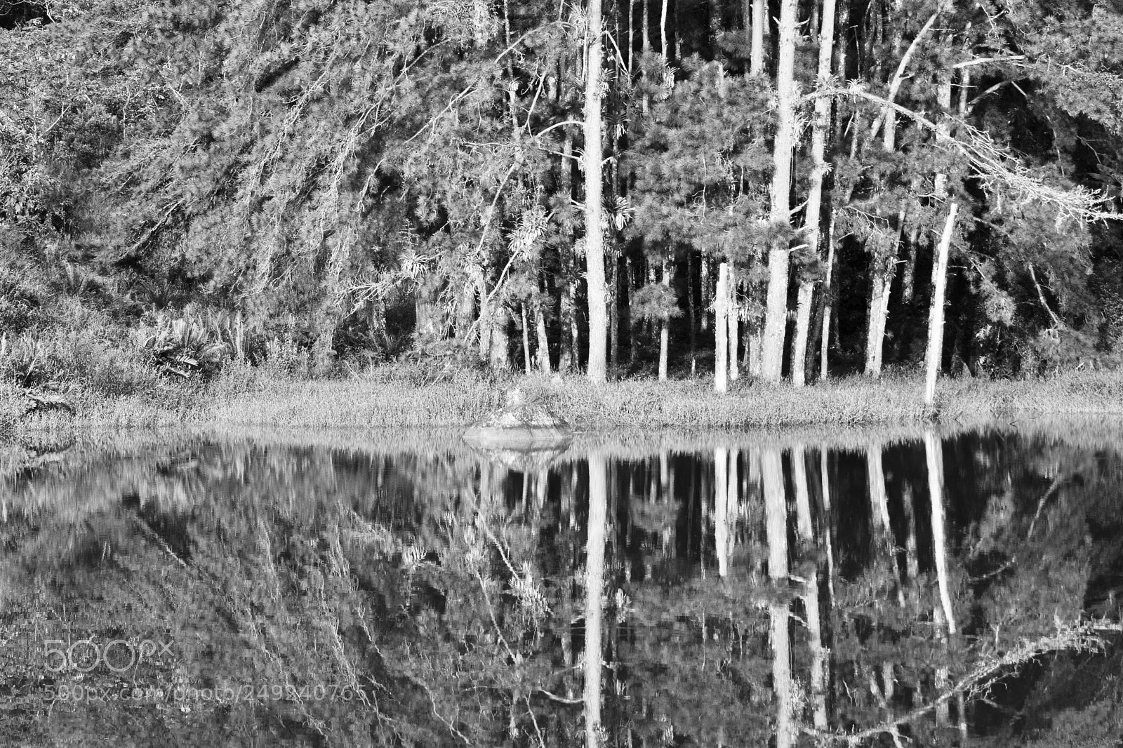 Nikon D5300 sample photo. Mirror photography