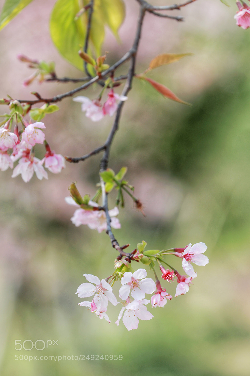 Canon EOS 5D Mark IV sample photo. Untitled photography