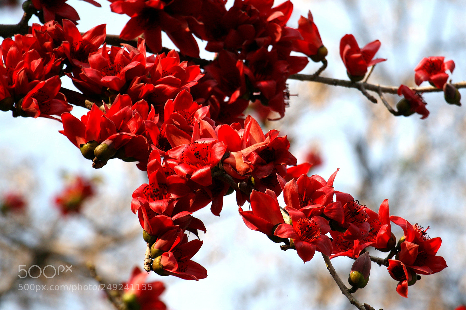 Canon EOS 30D sample photo. Kopak photography