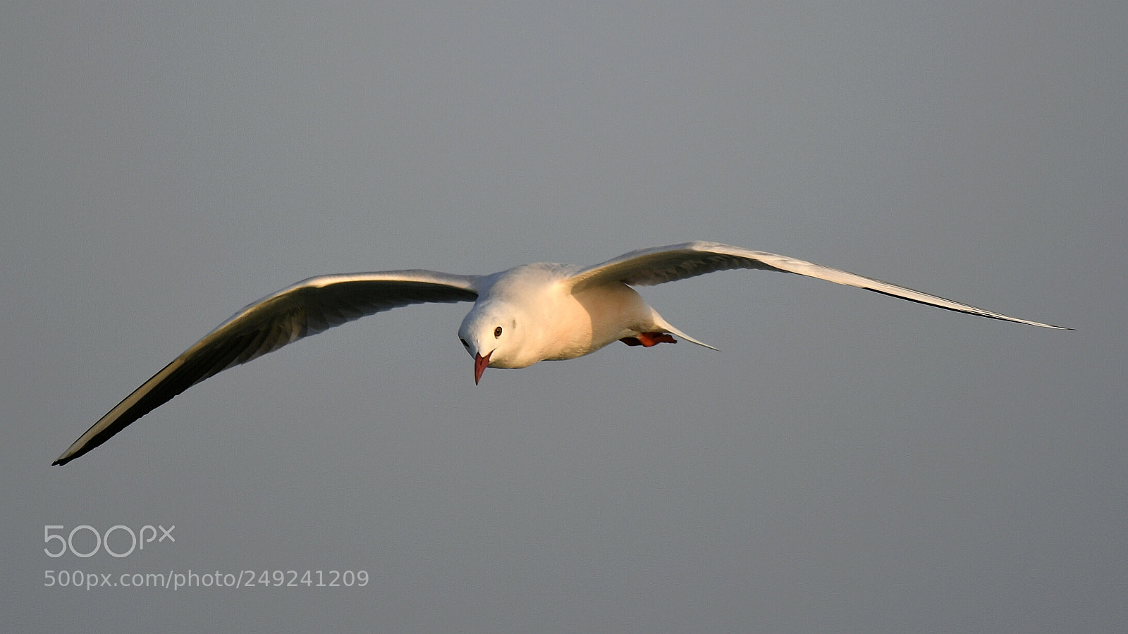 Nikon AF-S Nikkor 200-500mm F5.6E ED VR sample photo. Gull in flight photography
