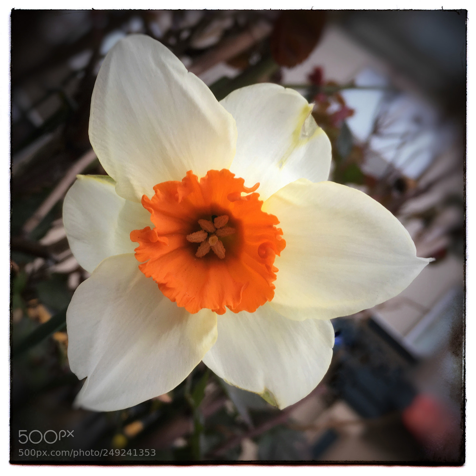 Apple iPhone SE sample photo. White daffodil. photography