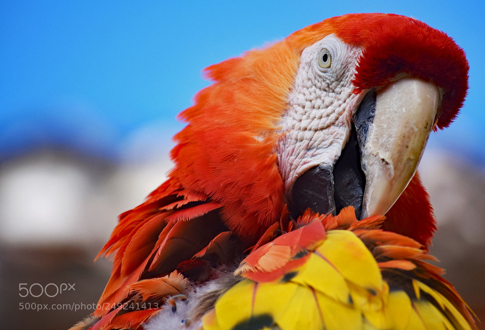 Nikon D3300 sample photo. Scarlet macaw profile photography