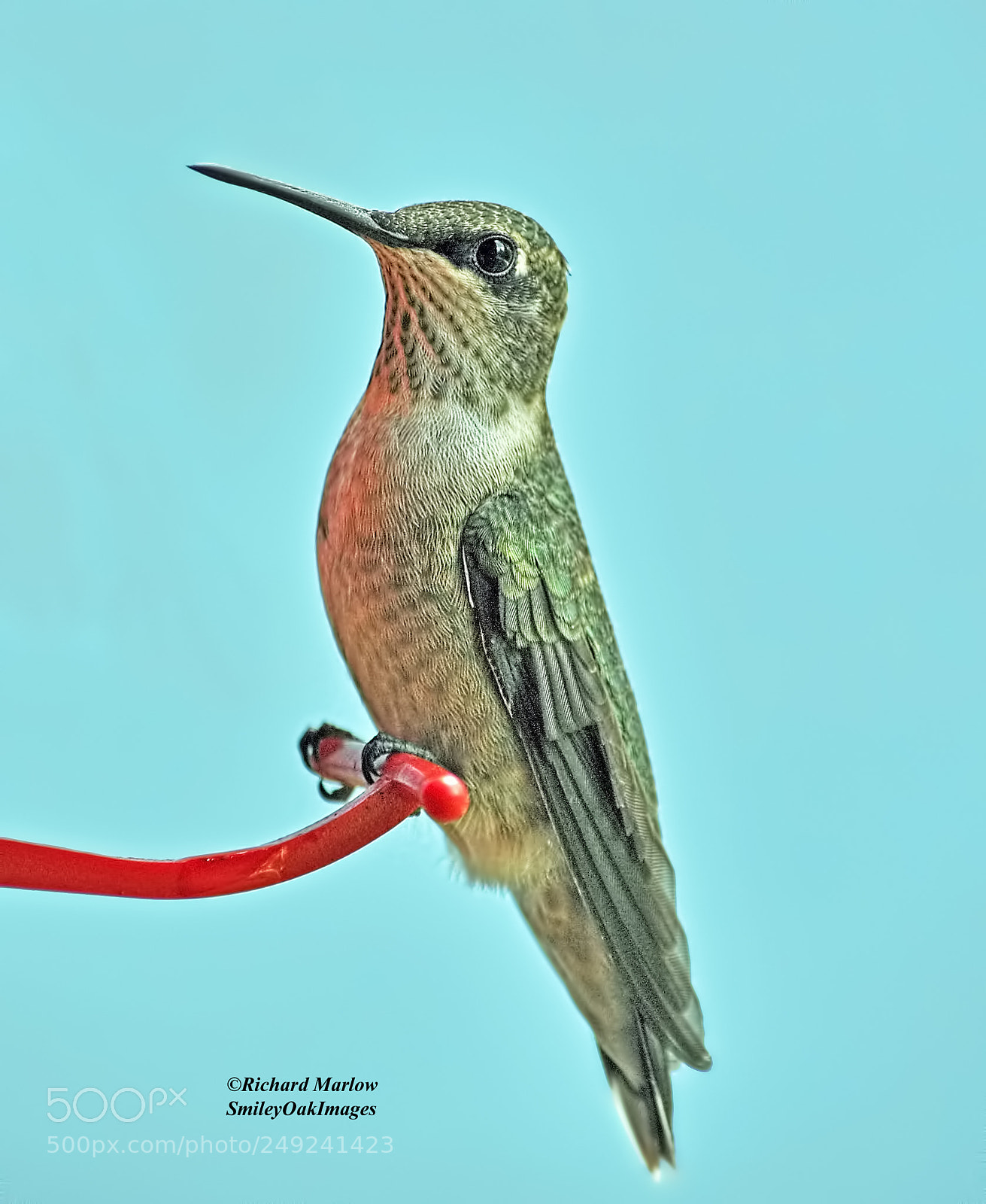 Nikon D5000 sample photo. Hummingbird photography
