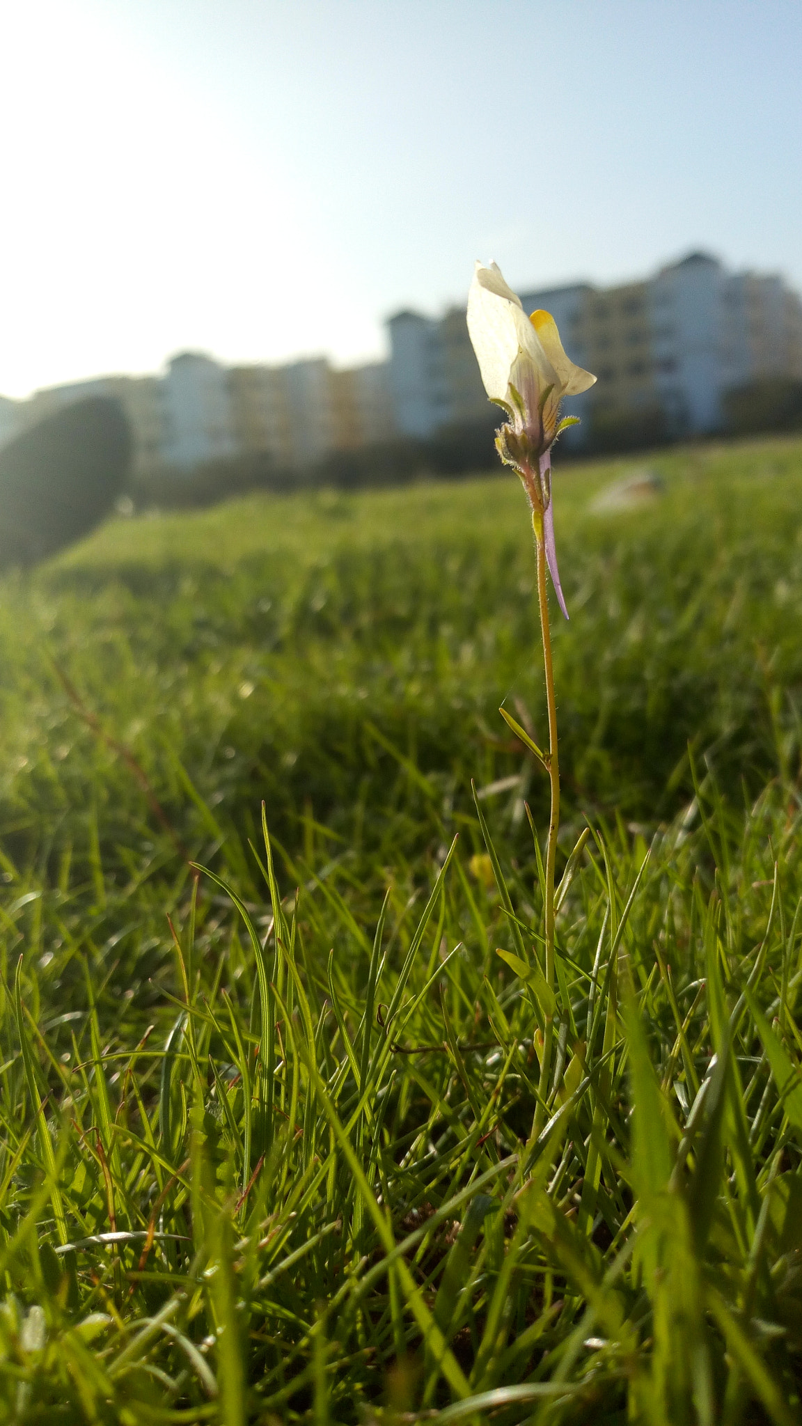 Infinix NOTE 4 Pro sample photo