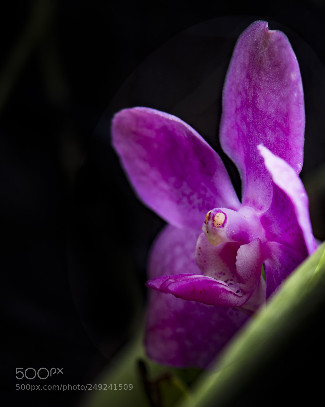 Nikon D810 sample photo. Orchid or alien? photography