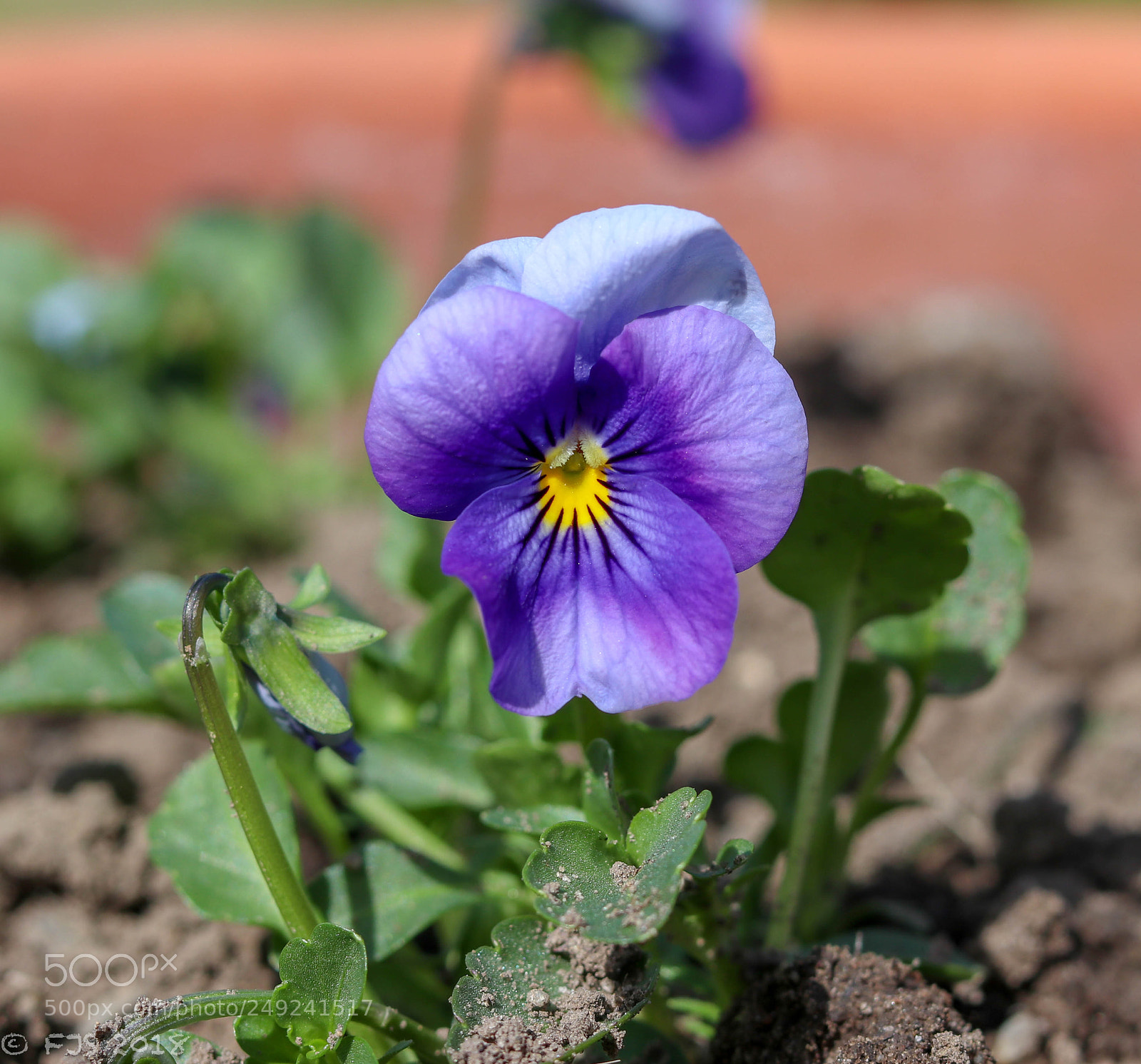 Canon EOS 80D sample photo. Viola photography