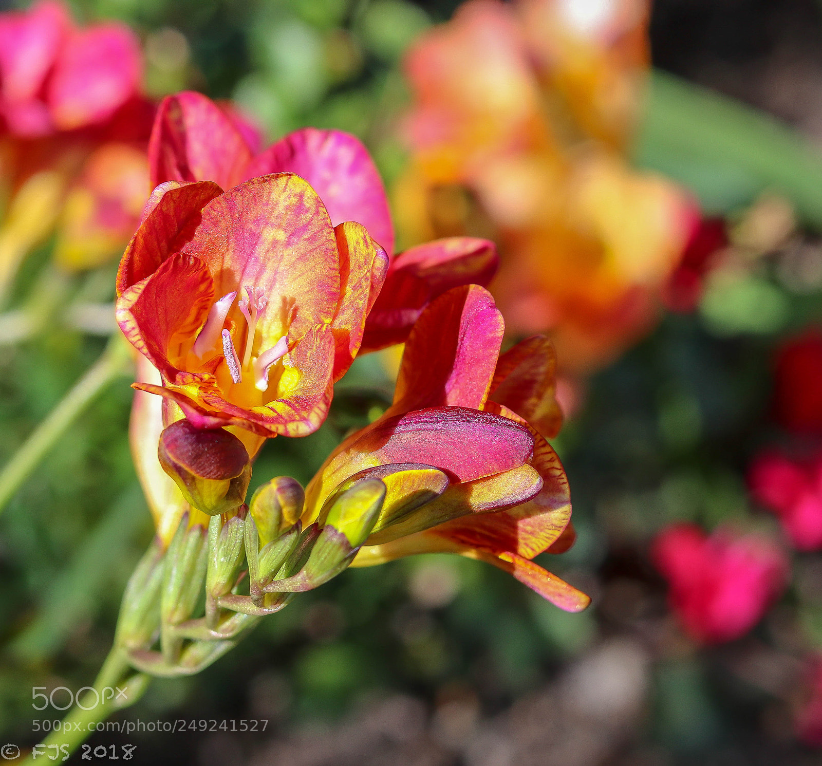 Canon EOS 80D sample photo. Freesia photography