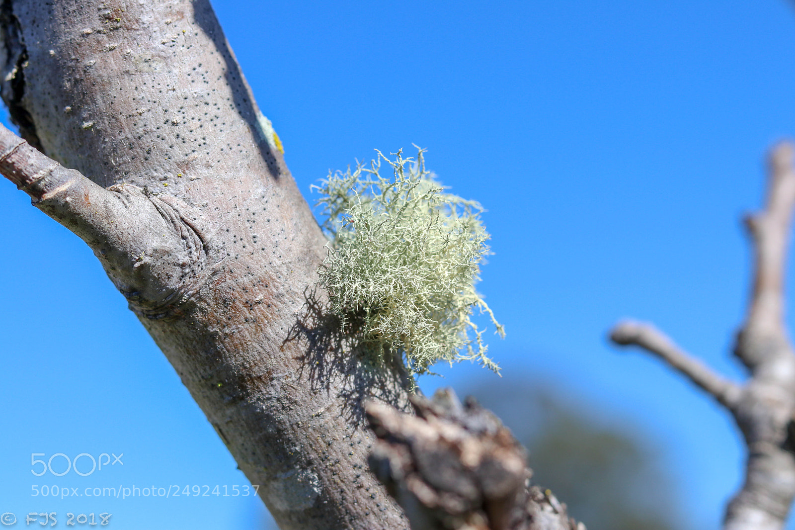 Canon EOS 80D sample photo. App moss photography