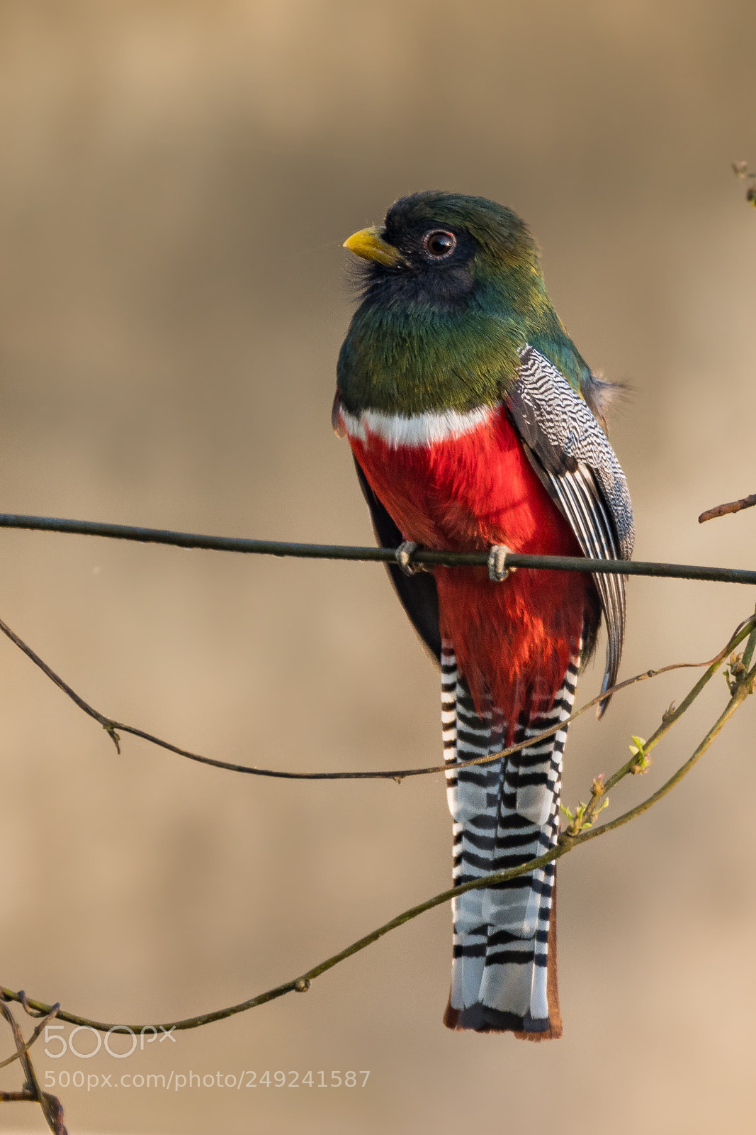 Nikon D500 sample photo. Collared trogon photography