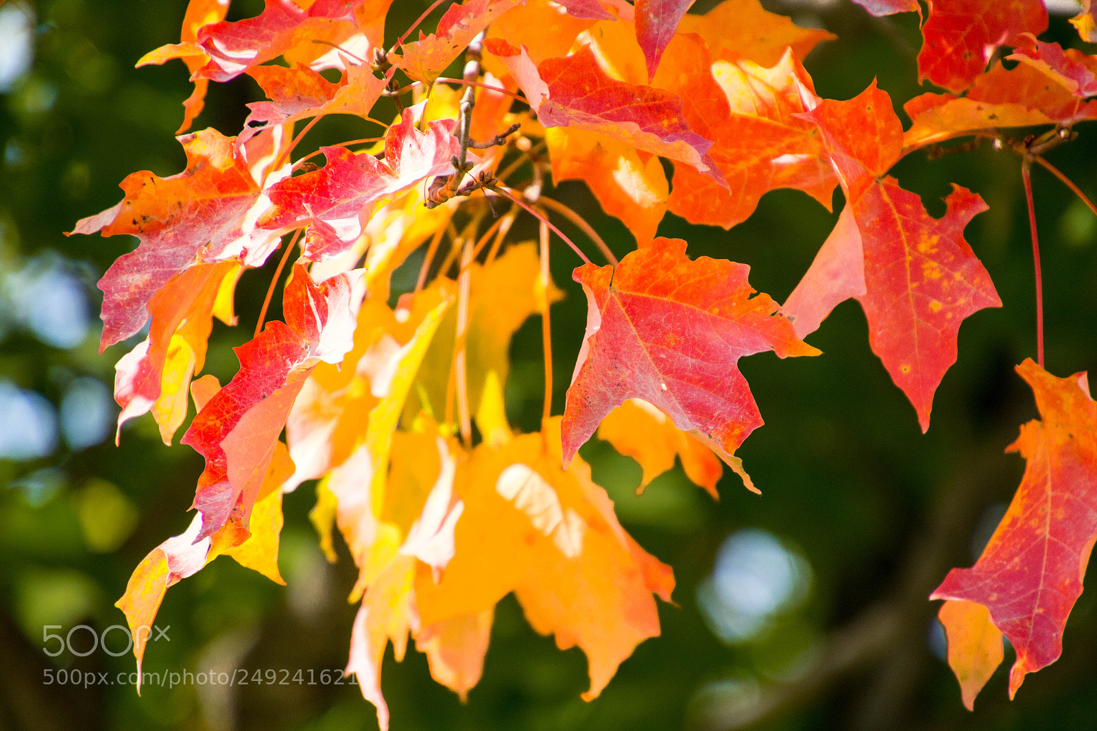 Canon EOS 60D sample photo. Fall leaves in minnesota photography
