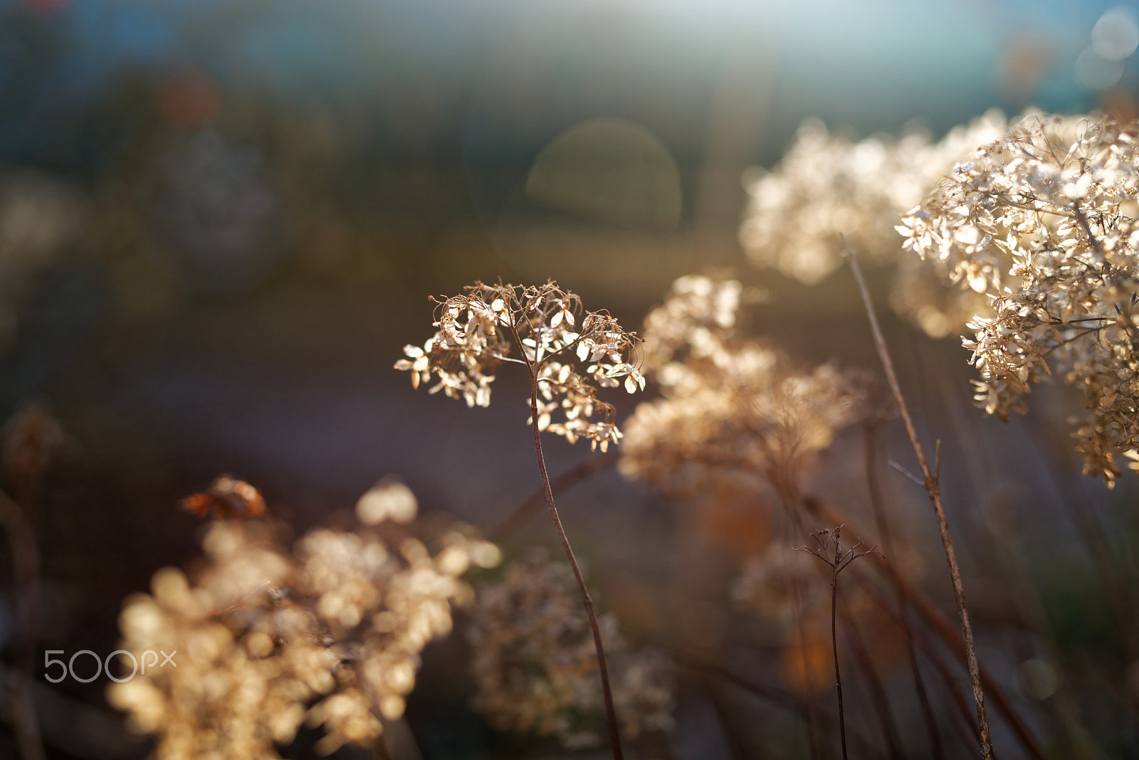 Sigma 50mm F1.4 DG HSM Art sample photo. Hydrangea march 2017 photography