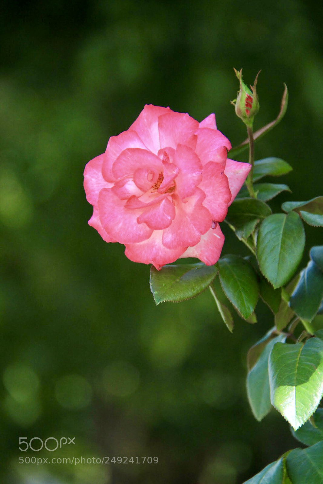 Canon EOS 7D sample photo. A portuguese rose. photography