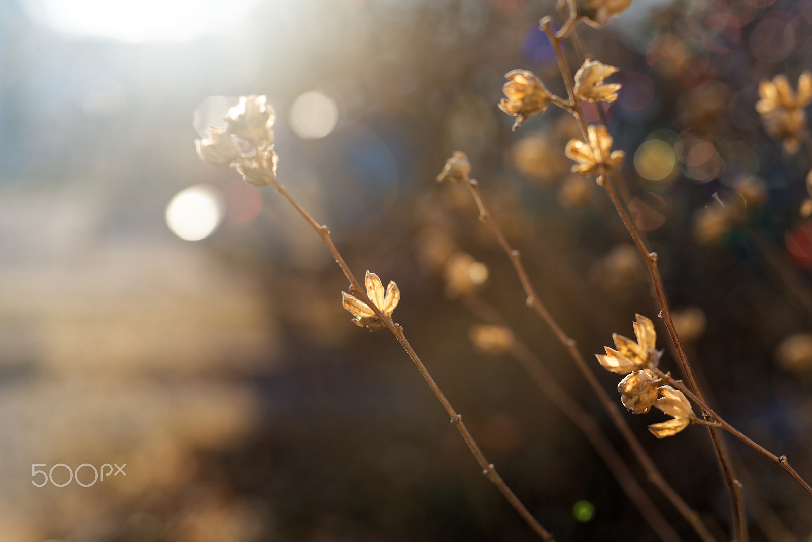 Nikon D750 sample photo. Rose of sharon march 2017 photography