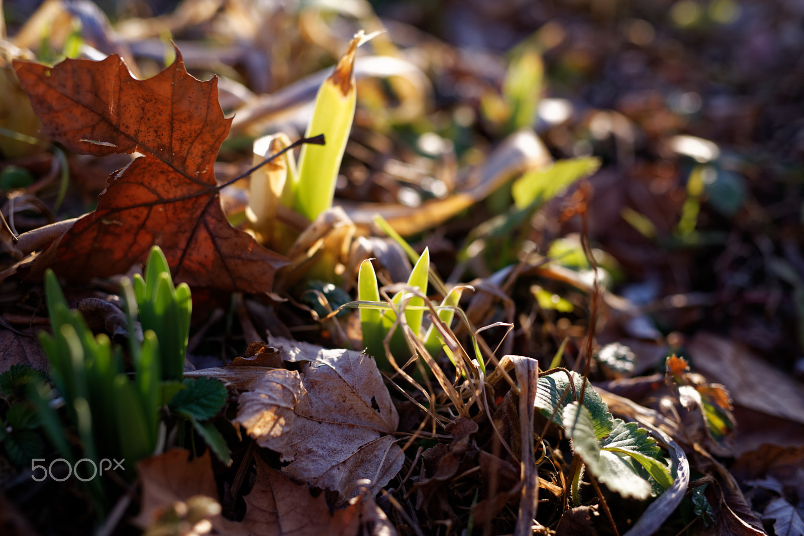 Nikon D750 sample photo. Bulbs and rhizomes march 2017 photography