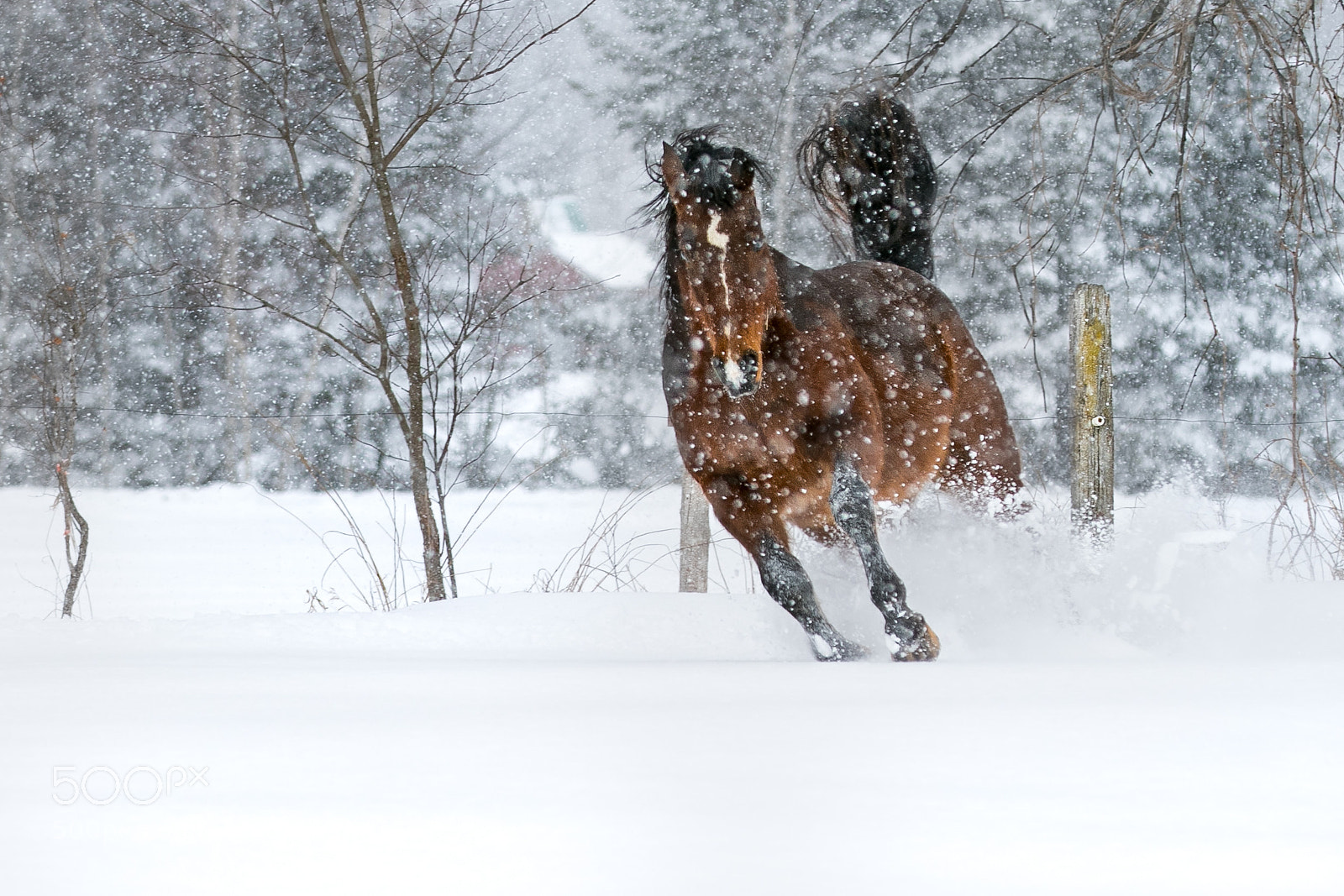 Canon EOS 7D Mark II sample photo. Horsesnow juliprun crop photography