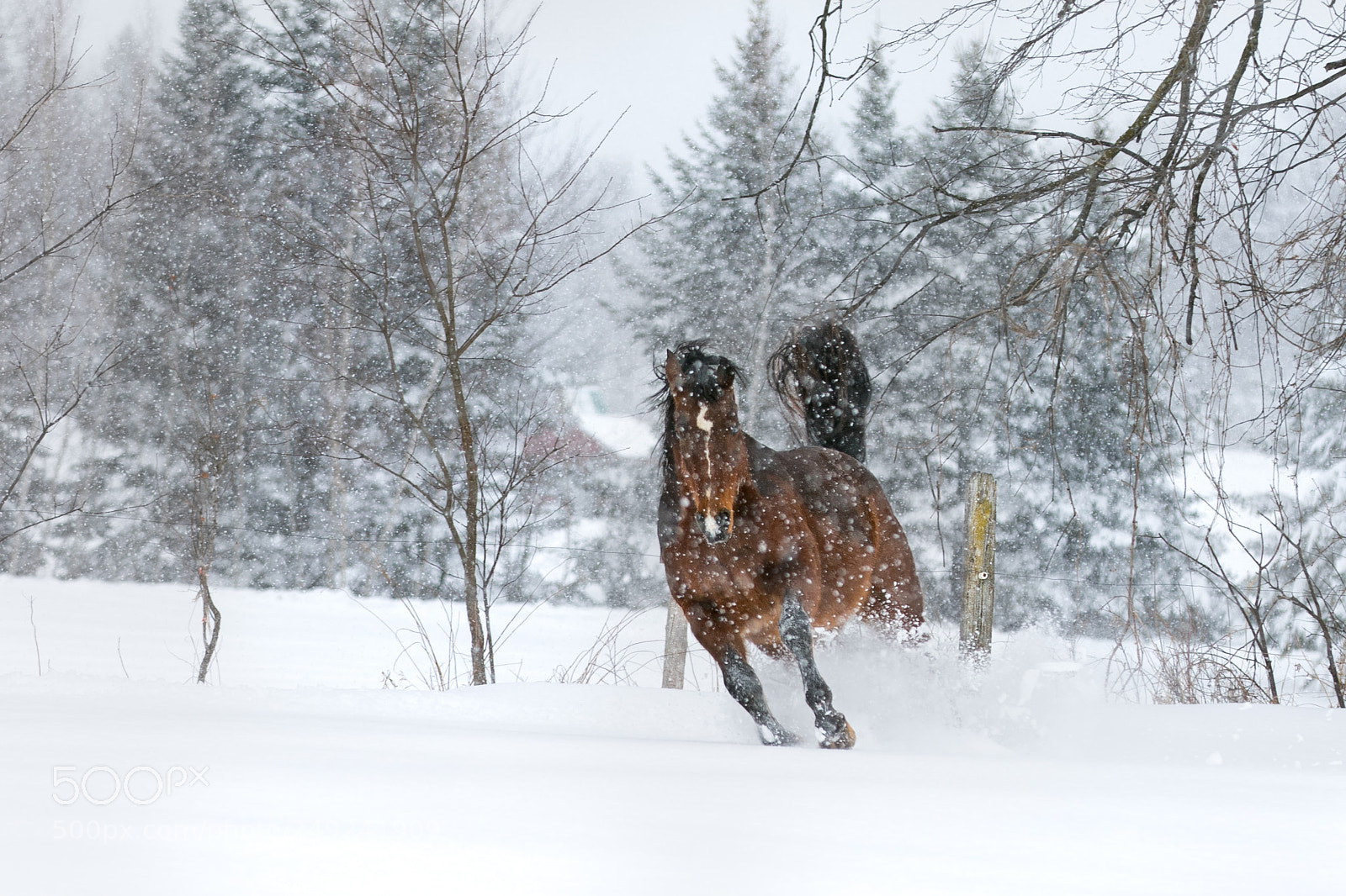 Canon EOS 7D Mark II sample photo. Horsesnow juliprun photography