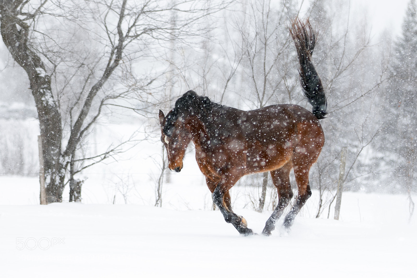 Canon EOS 7D Mark II sample photo. Horsesnow julipruntailup photography