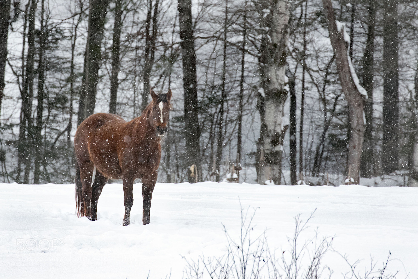 Canon EOS 7D Mark II sample photo. Ginger standinginsnowstorm photography