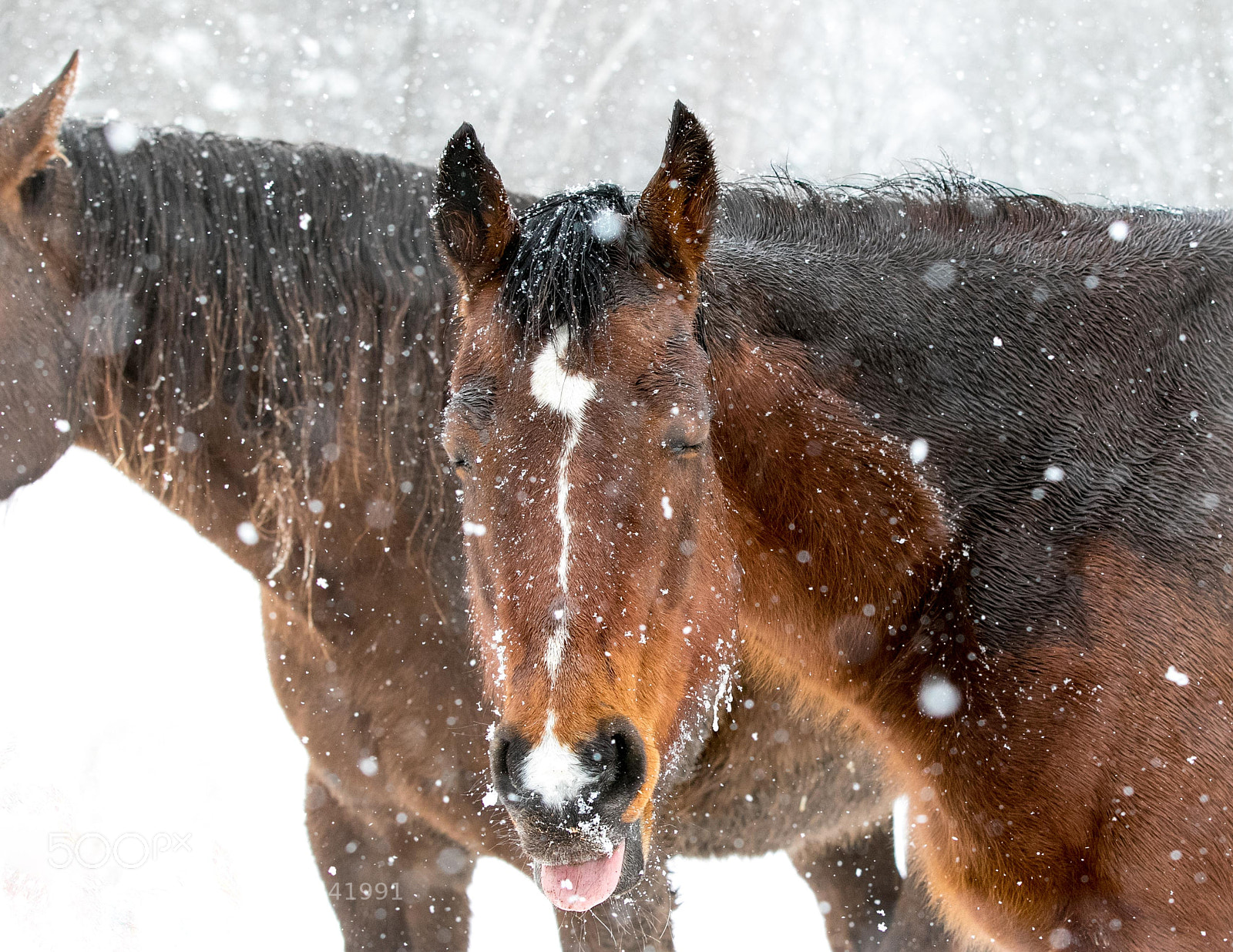 Canon EOS 7D Mark II sample photo. Horsejulipcatchingsnowflakesontongue ta photography