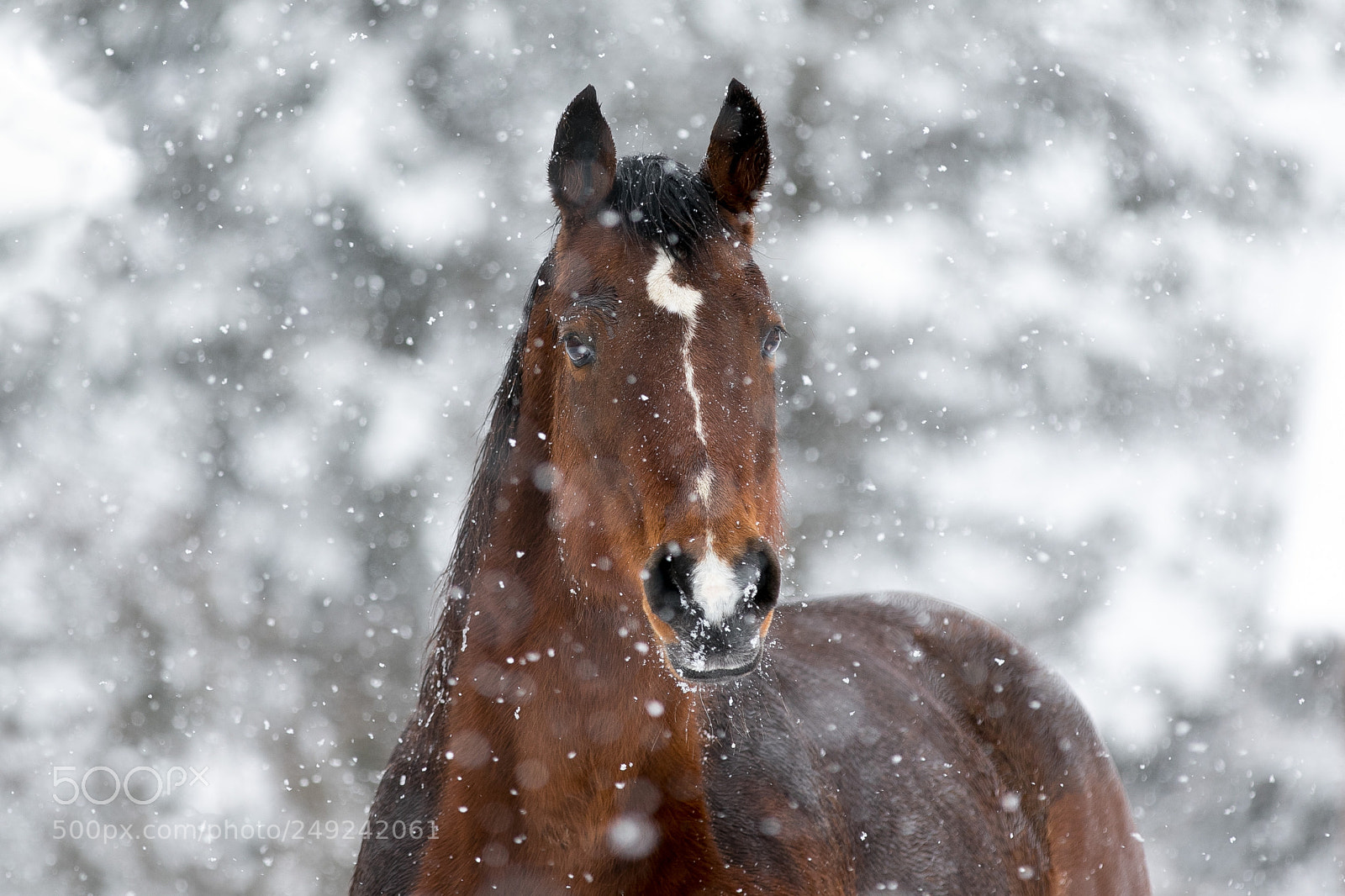 Canon EOS 7D Mark II sample photo. Horsesnow julip nowm ta photography