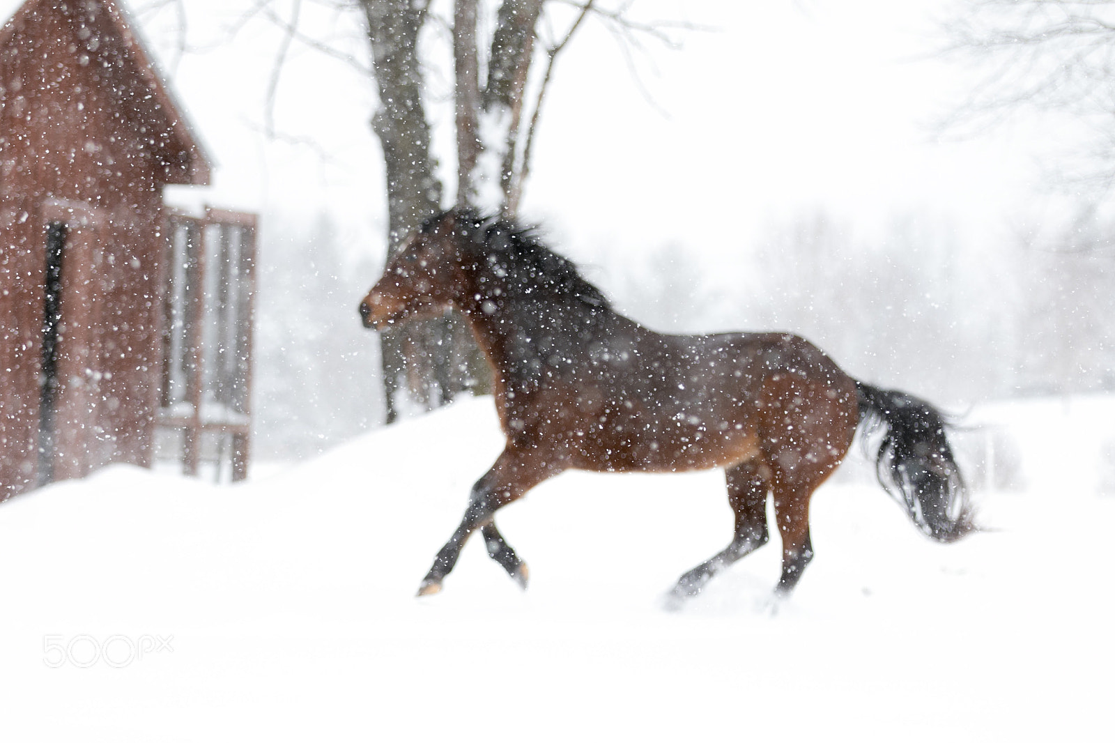 Canon EOS 7D Mark II sample photo. Horsesnowflakes photography