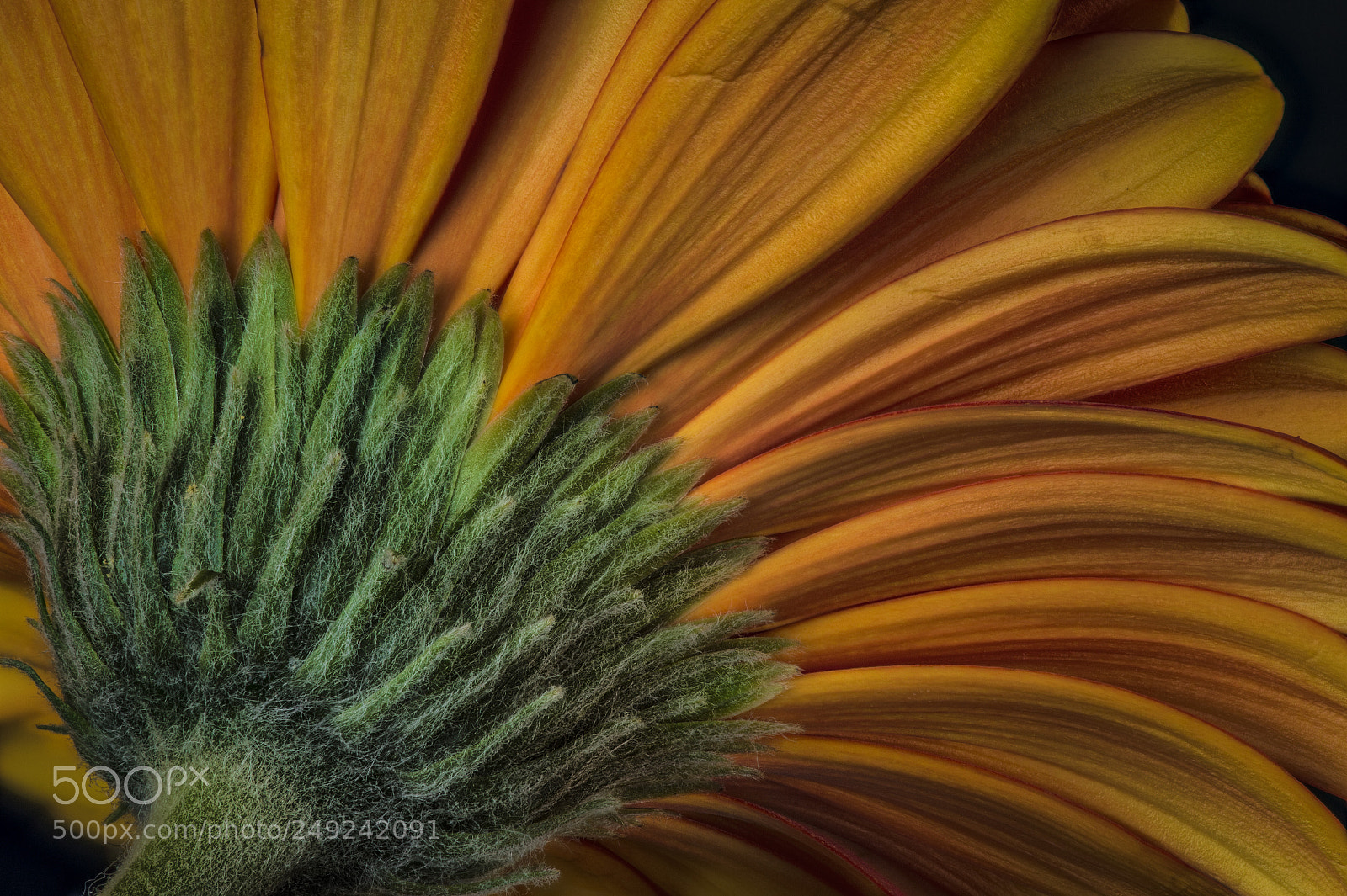 Nikon D4S sample photo. Flower photography