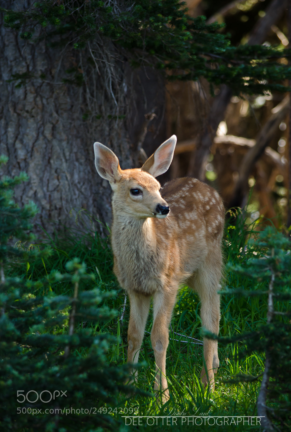 Nikon D5100 sample photo. Sunlit olympic fawn photography