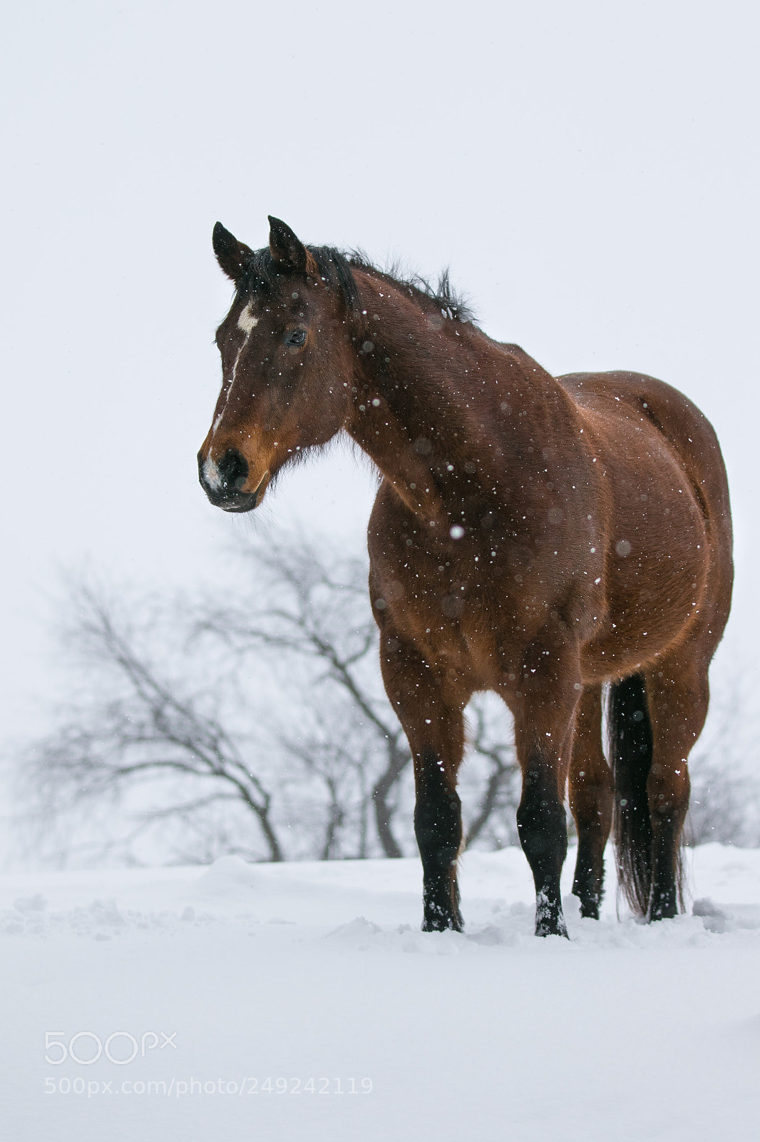 Canon EOS 7D Mark II sample photo. Horsestandinginsnowstorm julipvertical photoshopedit photography