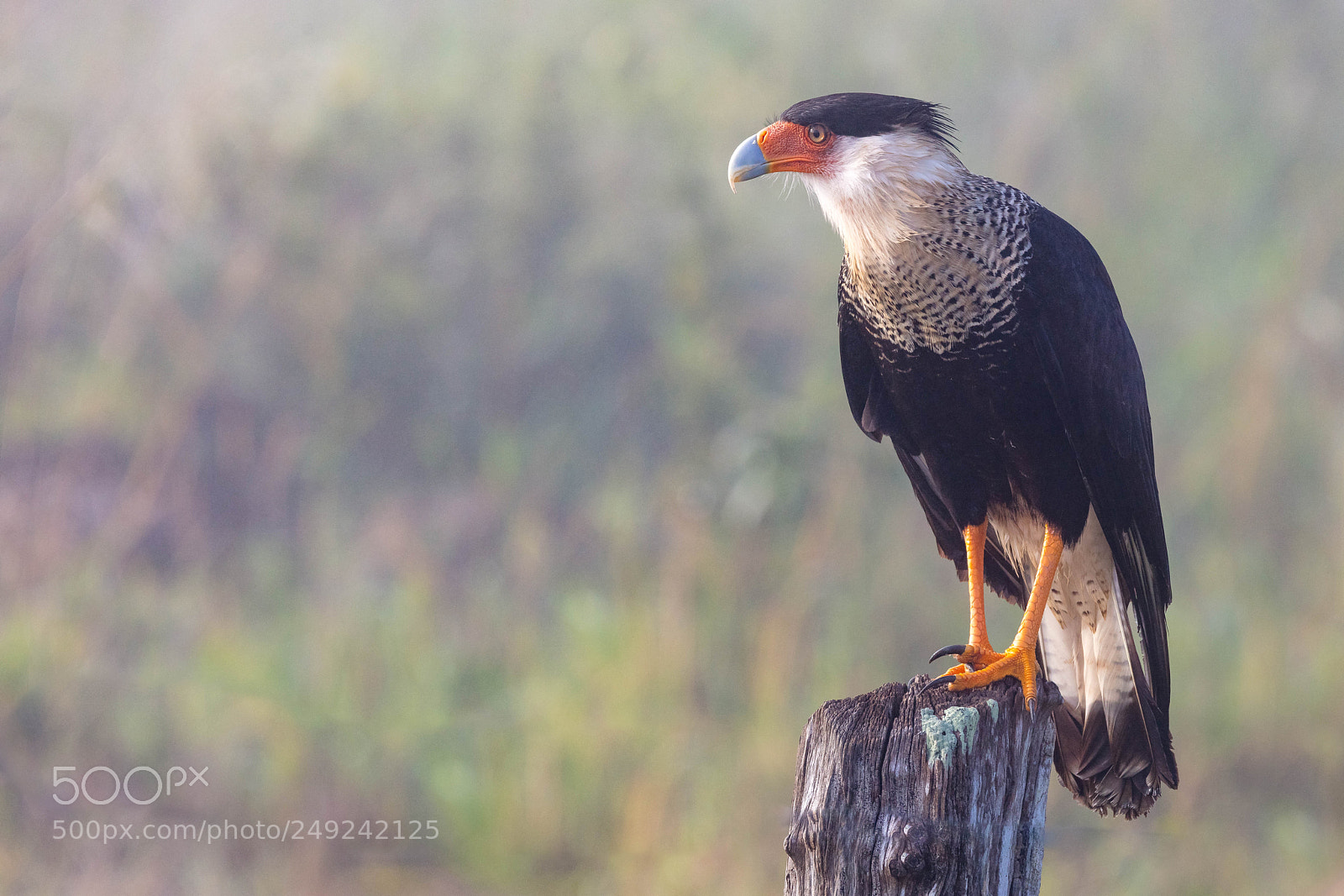 Canon EOS 5DS sample photo. Crested caracara photography