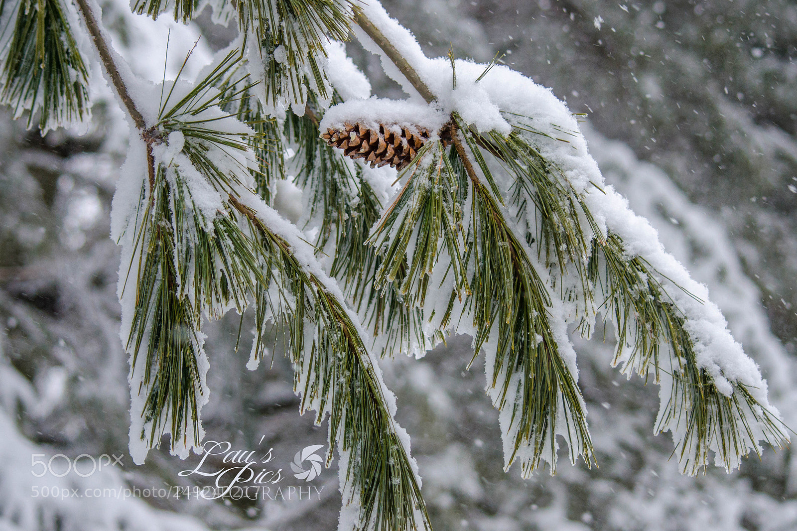 Nikon D7000 sample photo. Winter storm iv 2013 photography
