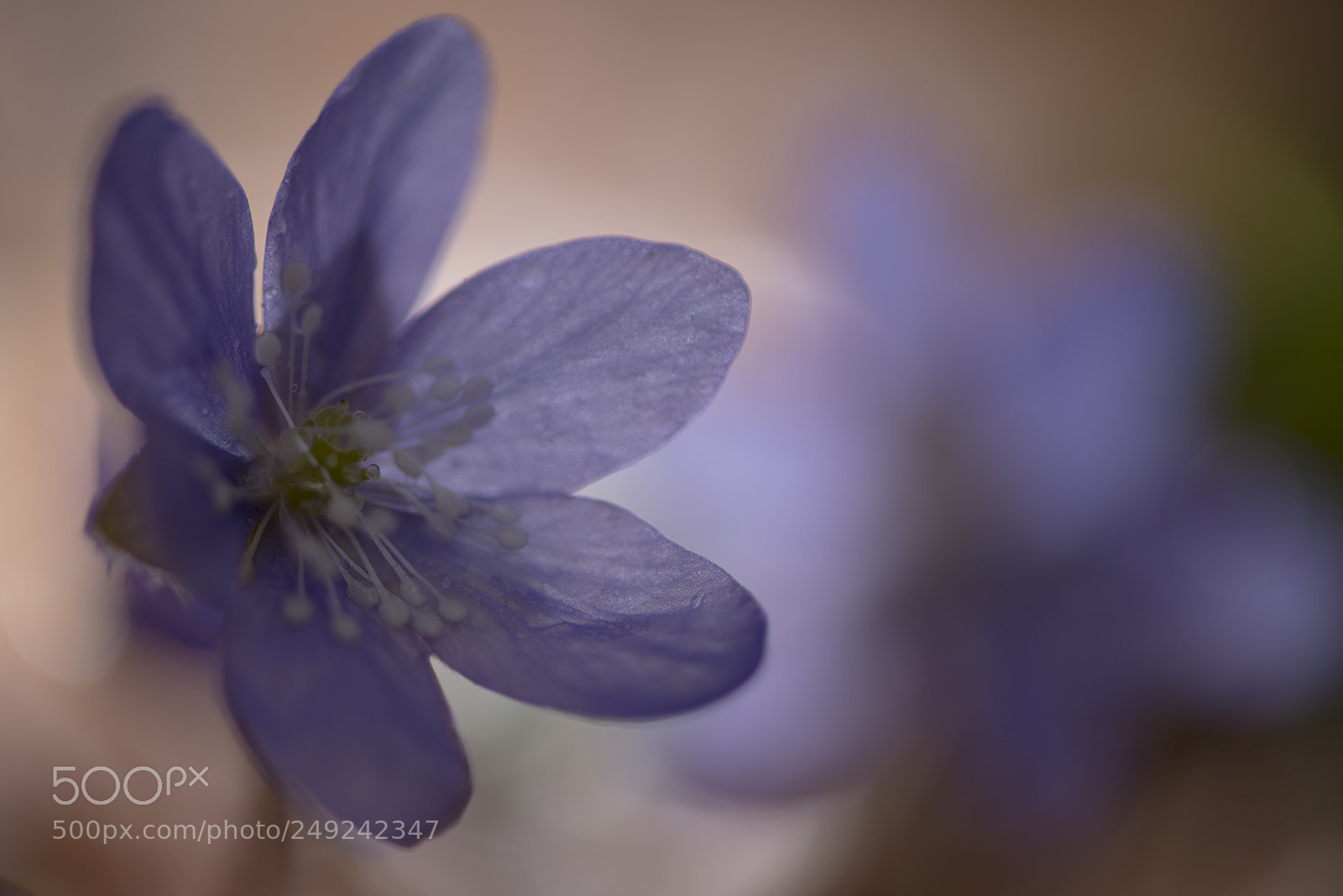 Nikon D800 sample photo. Anemone hepatica photography