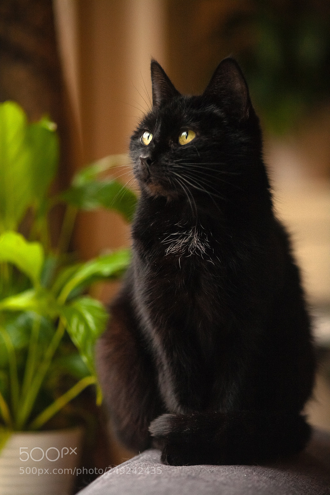 Canon EOS 5D sample photo. Birdland photography