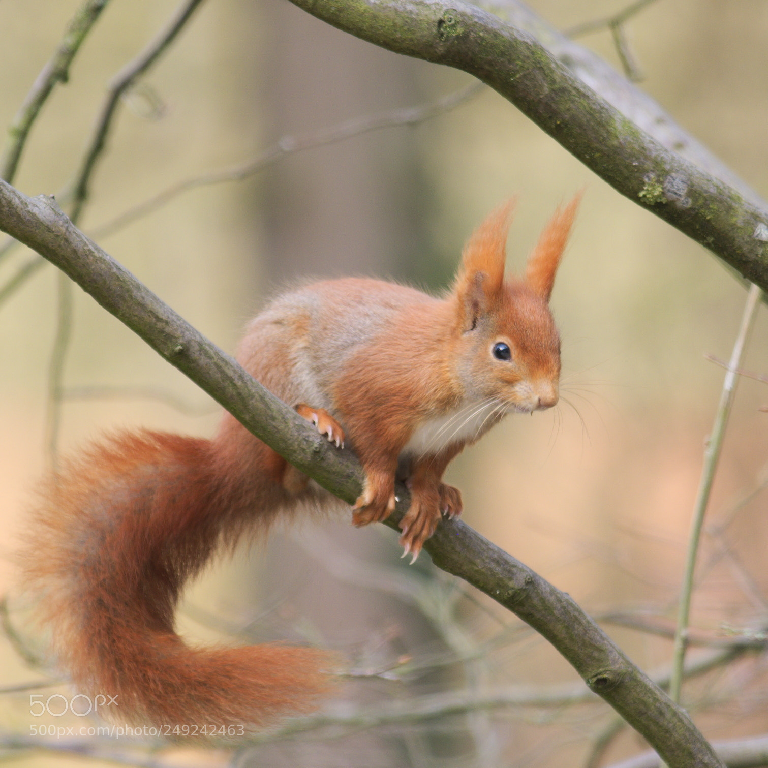 Fujifilm X-T20 sample photo. Sciurus vulgaris photography