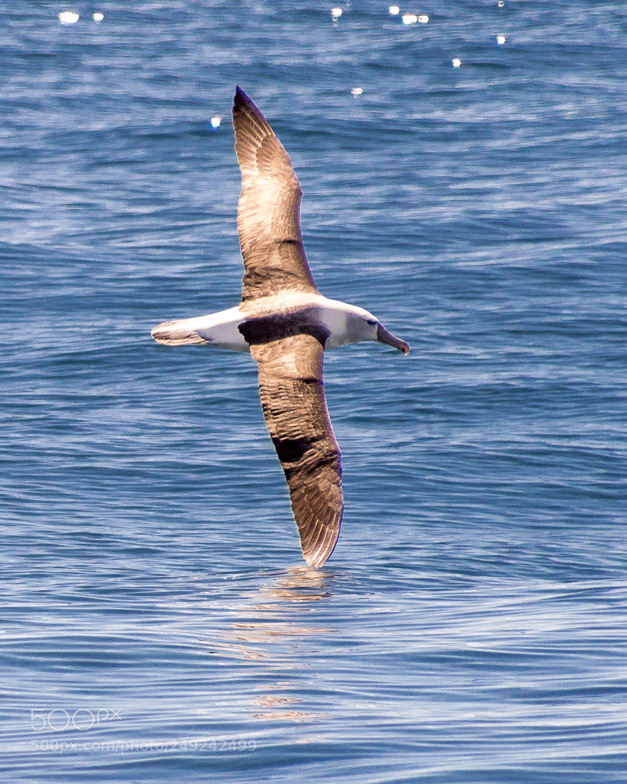 Nikon D3200 sample photo. New zealand sea bird photography