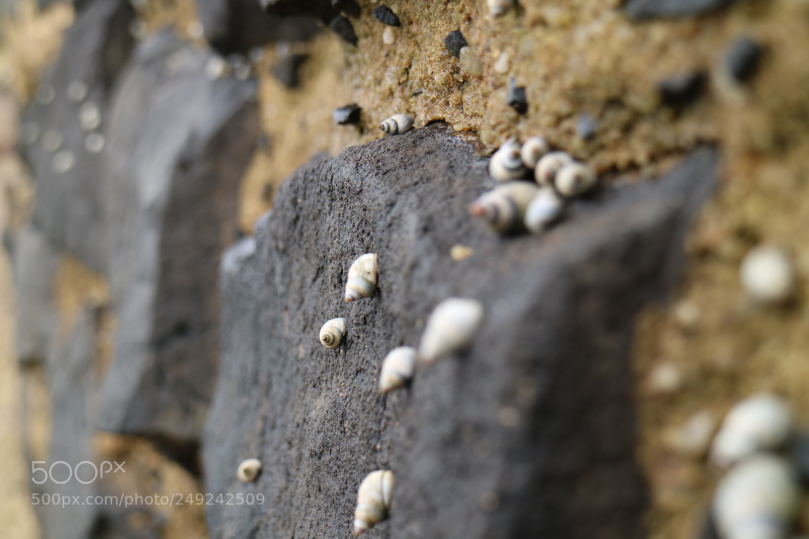 Canon EOS M3 sample photo. What the shell photography