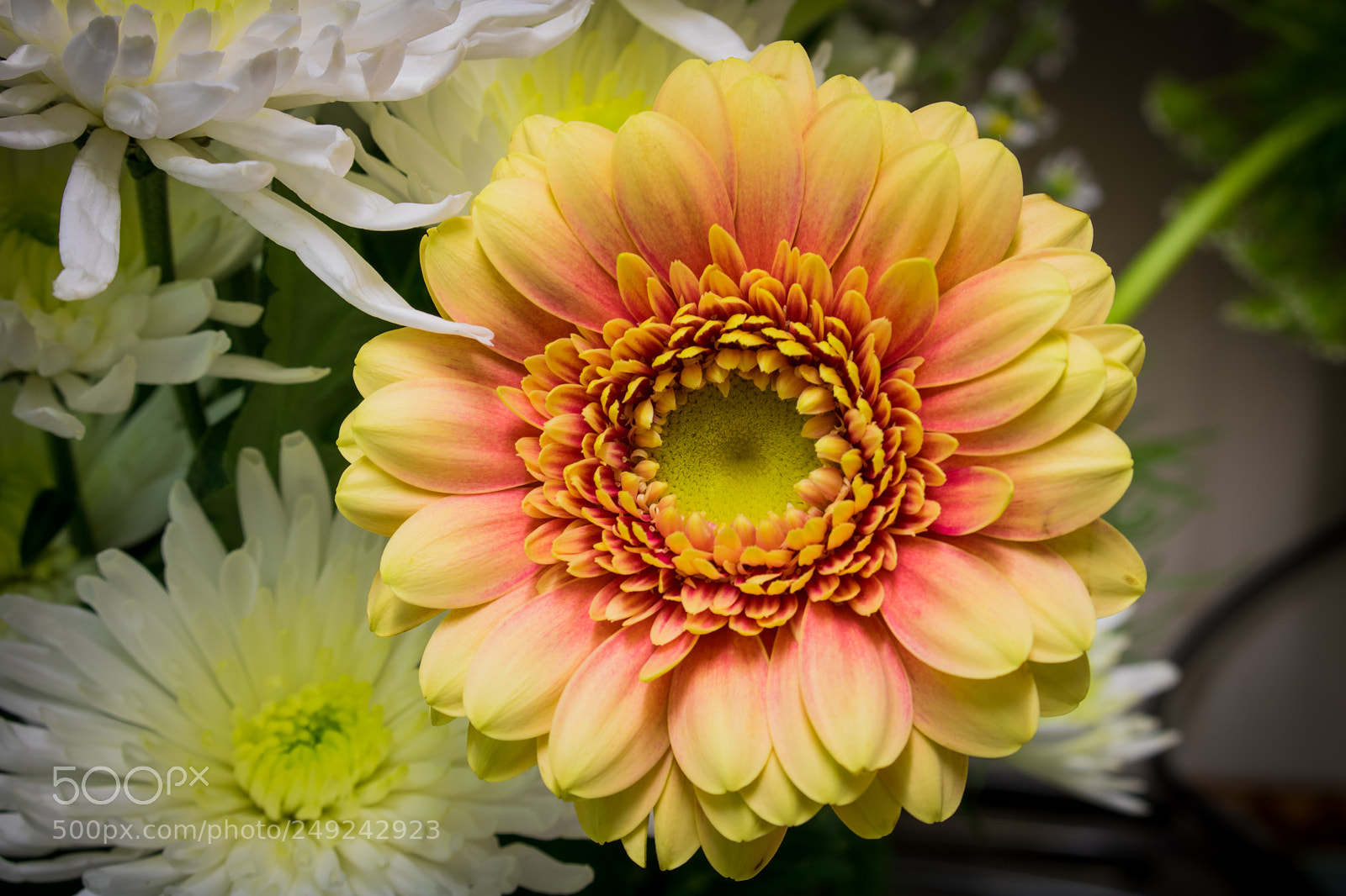 Canon EOS 750D (EOS Rebel T6i / EOS Kiss X8i) sample photo. First flower photography