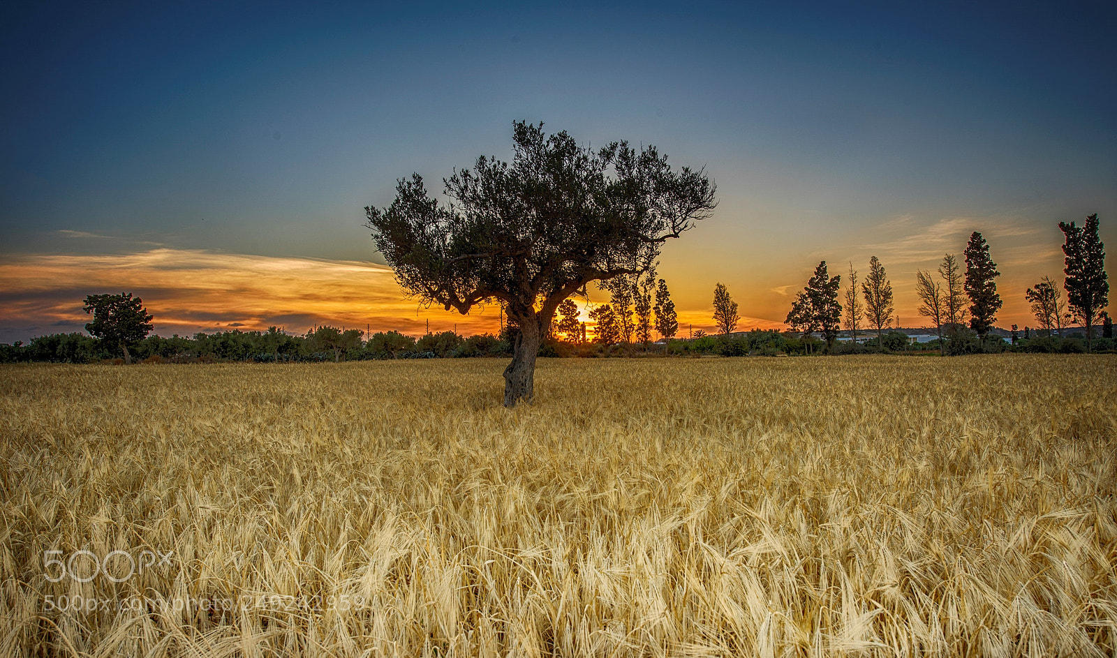 Nikon D810 sample photo. Olivier photography