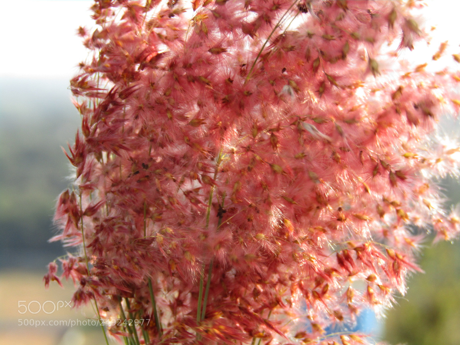 Canon POWERSHOT SX430 IS sample photo. Bunch of flower photography