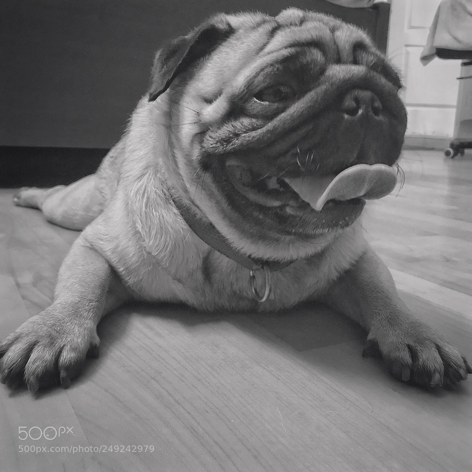 Apple iPhone 7 sample photo. Whisky - the pug !  photography