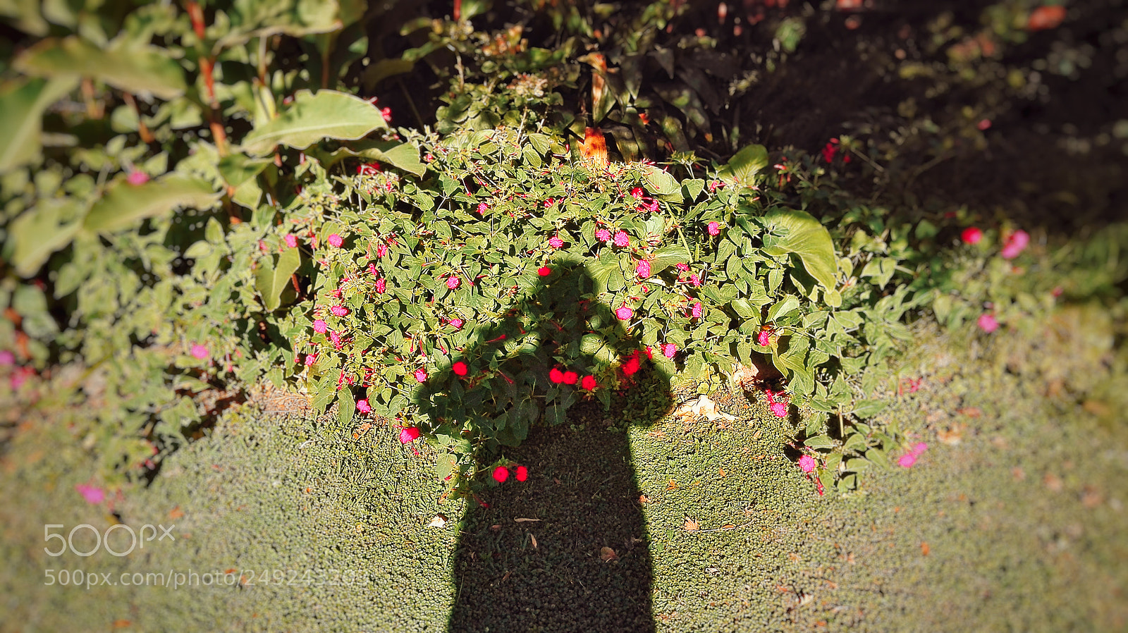 HUAWEI P8 Lite sample photo. Shadow photography