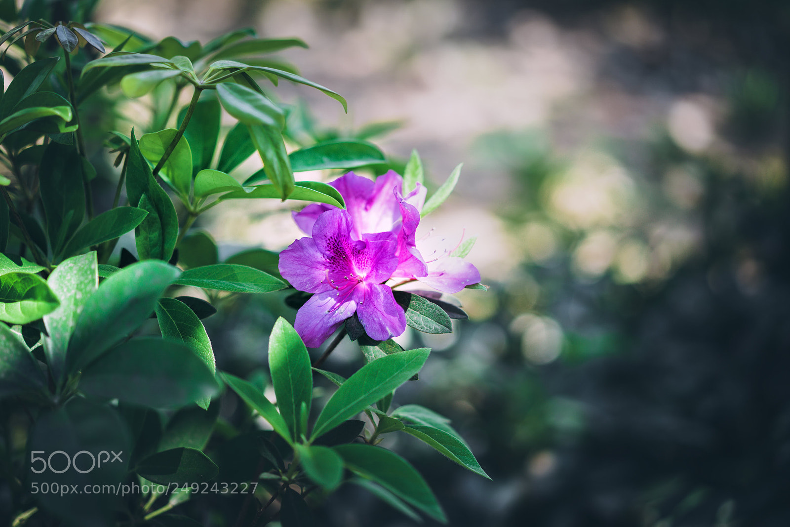 Sony a7 sample photo. 娇滴滴 photography