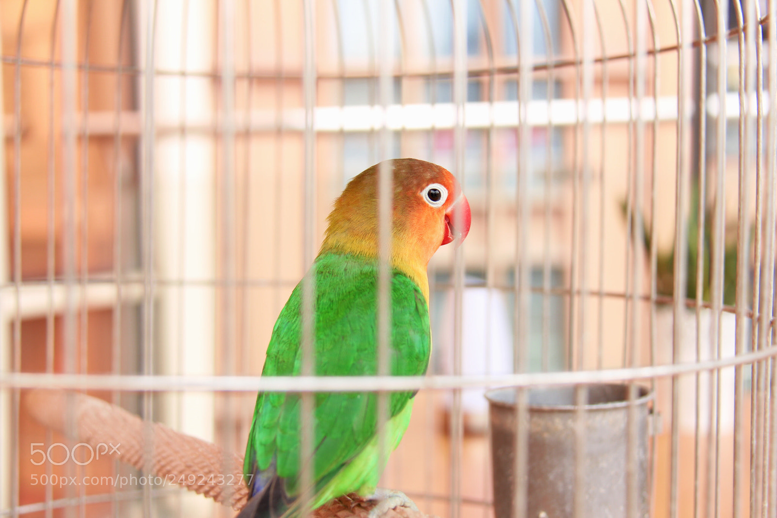 Canon EOS 60D sample photo. Morning # photography