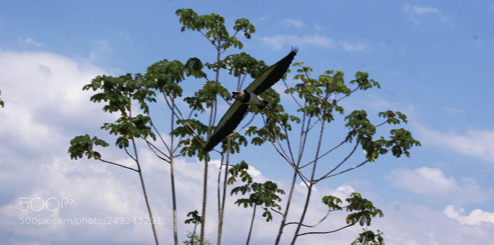 Sony Alpha DSLR-A230 sample photo. El vuelo del alcaravan photography
