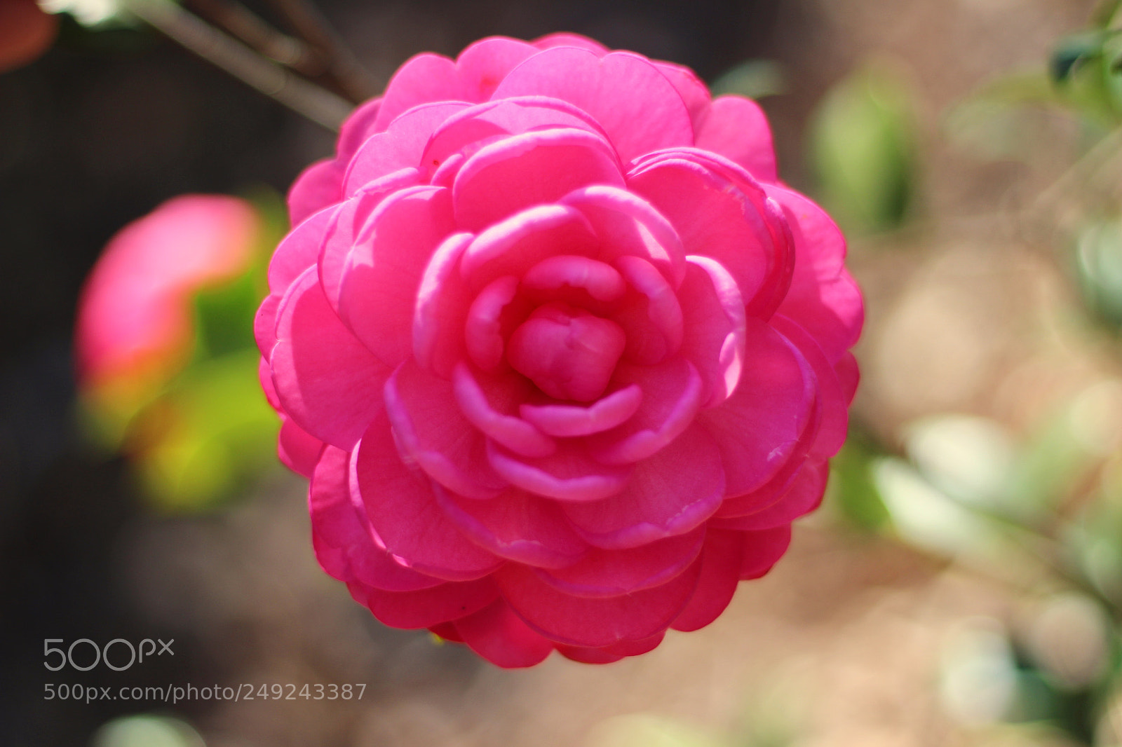 Canon EOS 100D (EOS Rebel SL1 / EOS Kiss X7) sample photo. Punkin photography