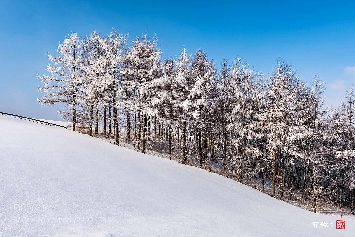 Nikon D810 sample photo. 대관령양떼목장 photography