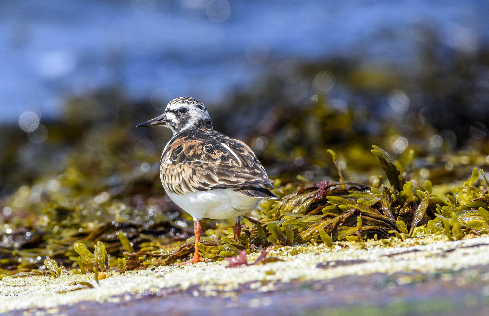 Nikon D810 sample photo. Ruddy turnstone photography