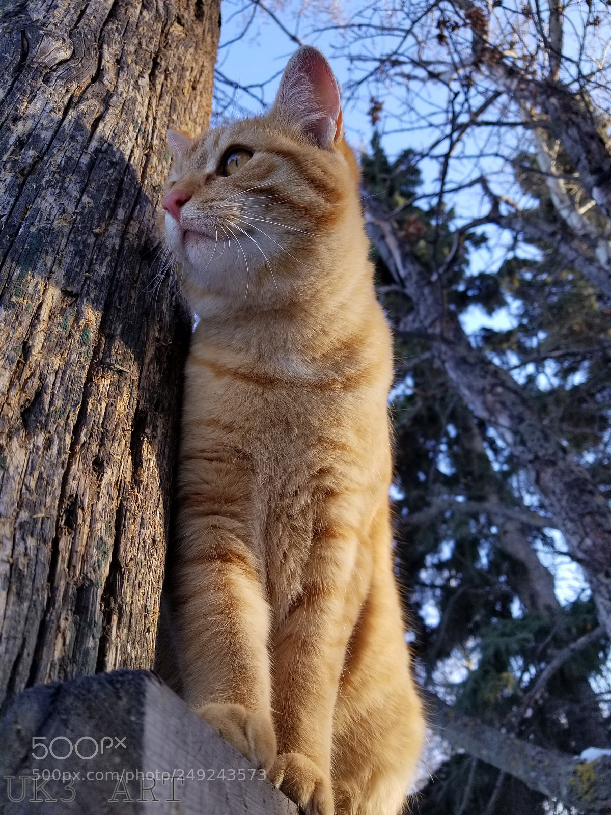 Samsung Galaxy S8 sample photo. Watching the birds photography