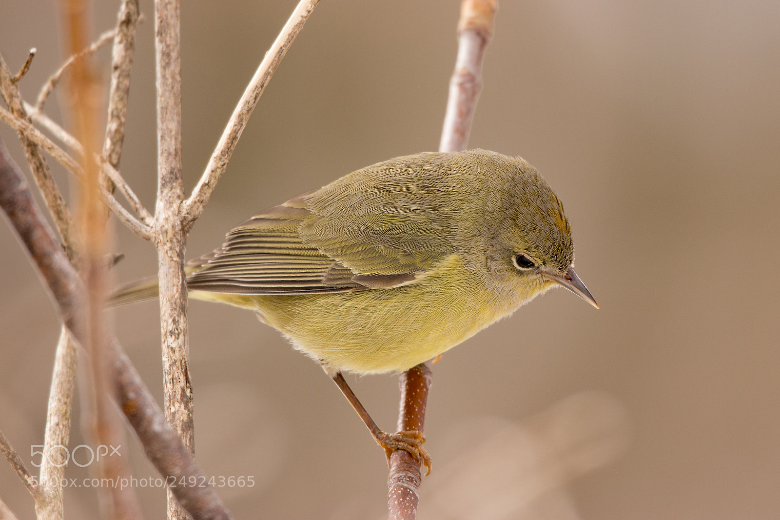 Canon EOS 80D sample photo. Wayward orange crowned warbler photography