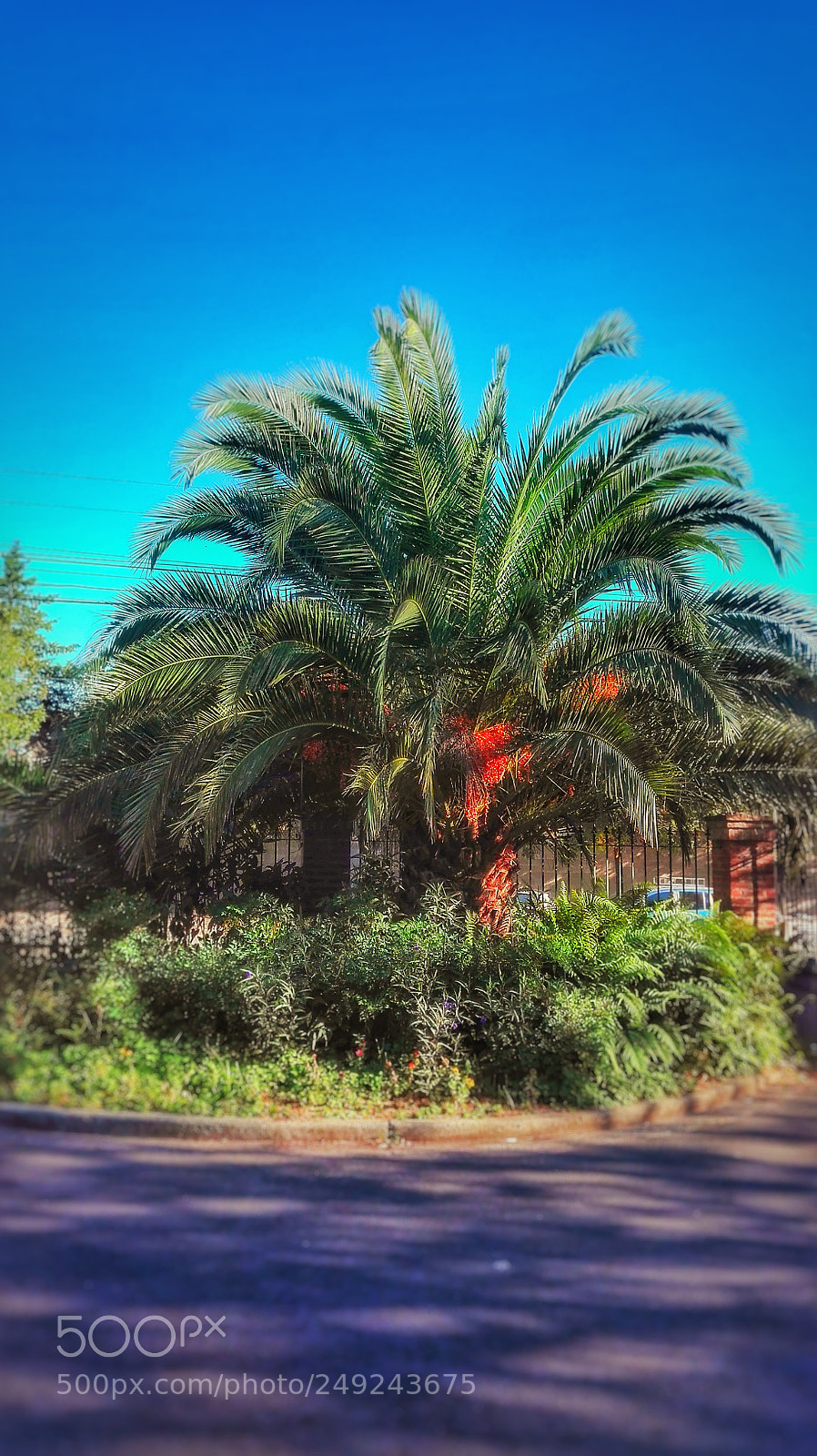 HUAWEI P8 Lite sample photo. Tropico photography
